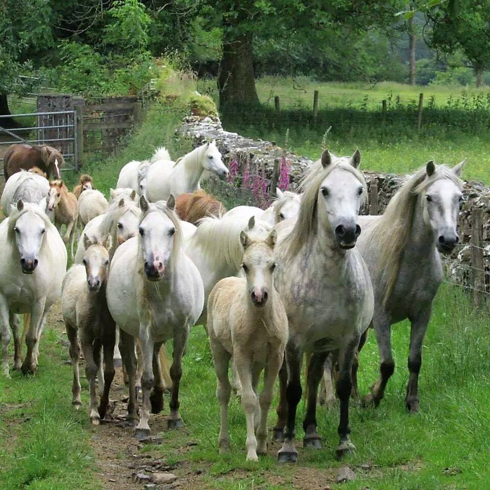 Hope Stud of Welsh and Shetland Ponies